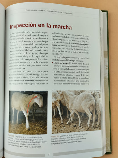 Las cojeras en el ganado ovino