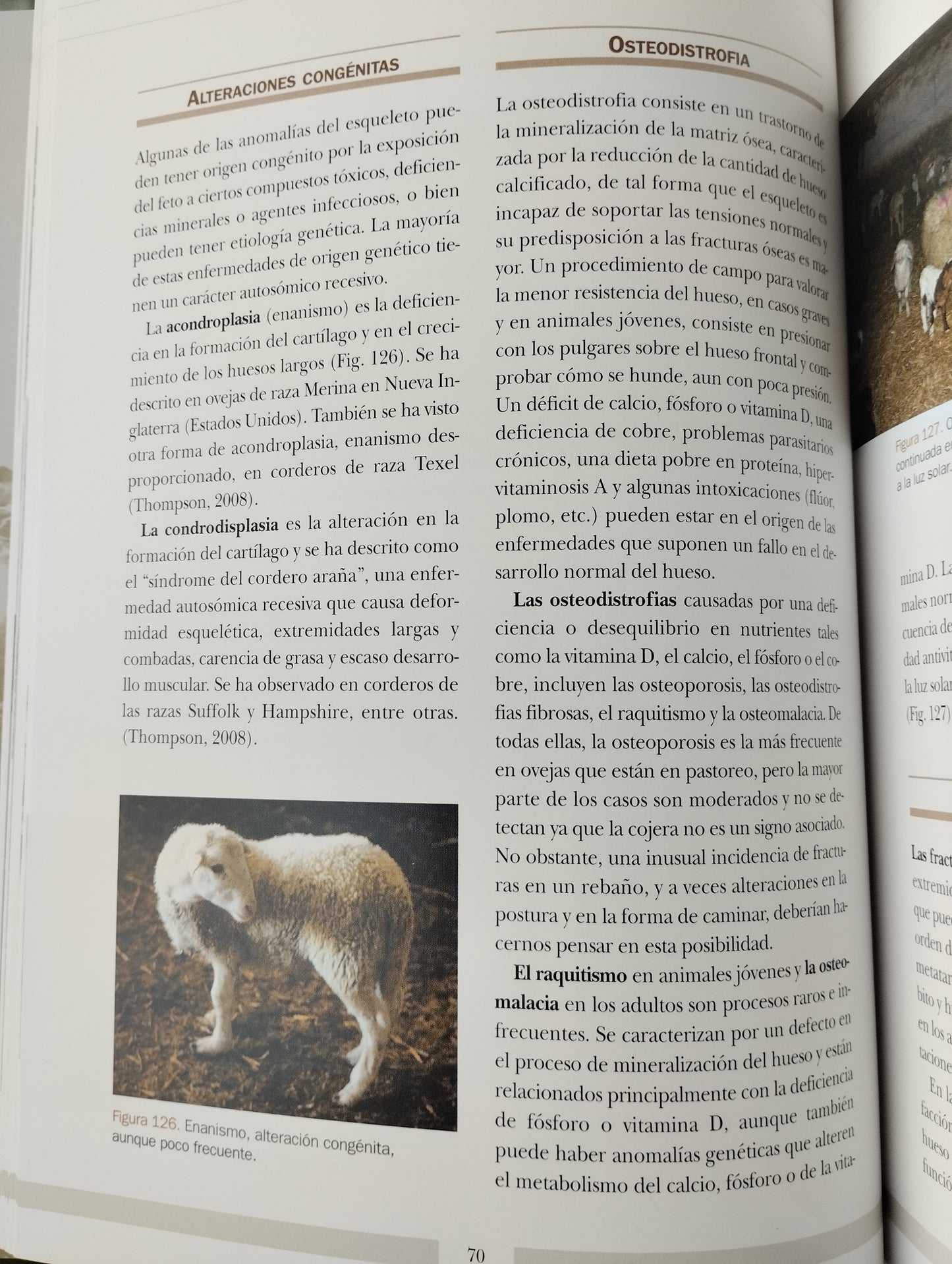 Las cojeras en el ganado ovino