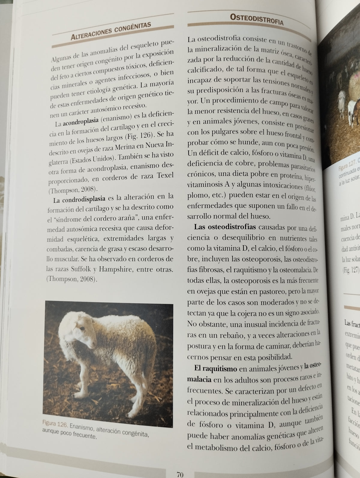 Las cojeras en el ganado ovino by Luis Miguel Ferrerer Juan Jose Ramos RAMOS