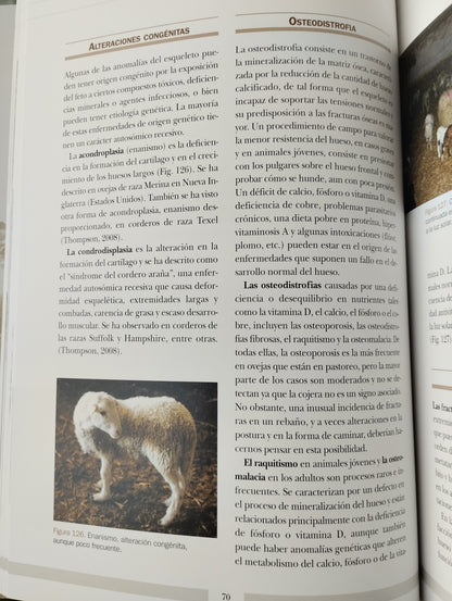 Las cojeras en el ganado ovino