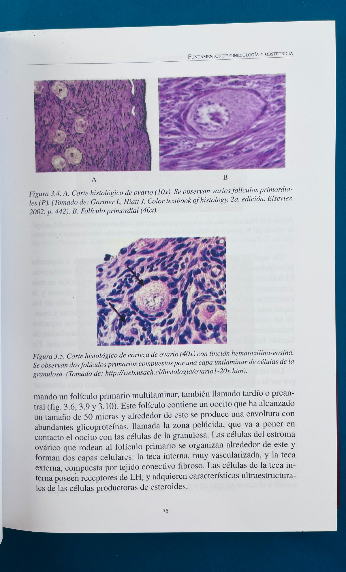 Fundamentos de ginecología y obstetricia by Saldarriaga Artuz