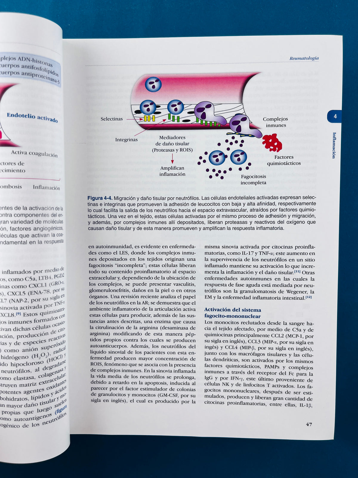 Fundamentos de medicina Reumatología séptima edición by Hernán Vélez William Rojas Jaime Borrero Jorge Restrepo