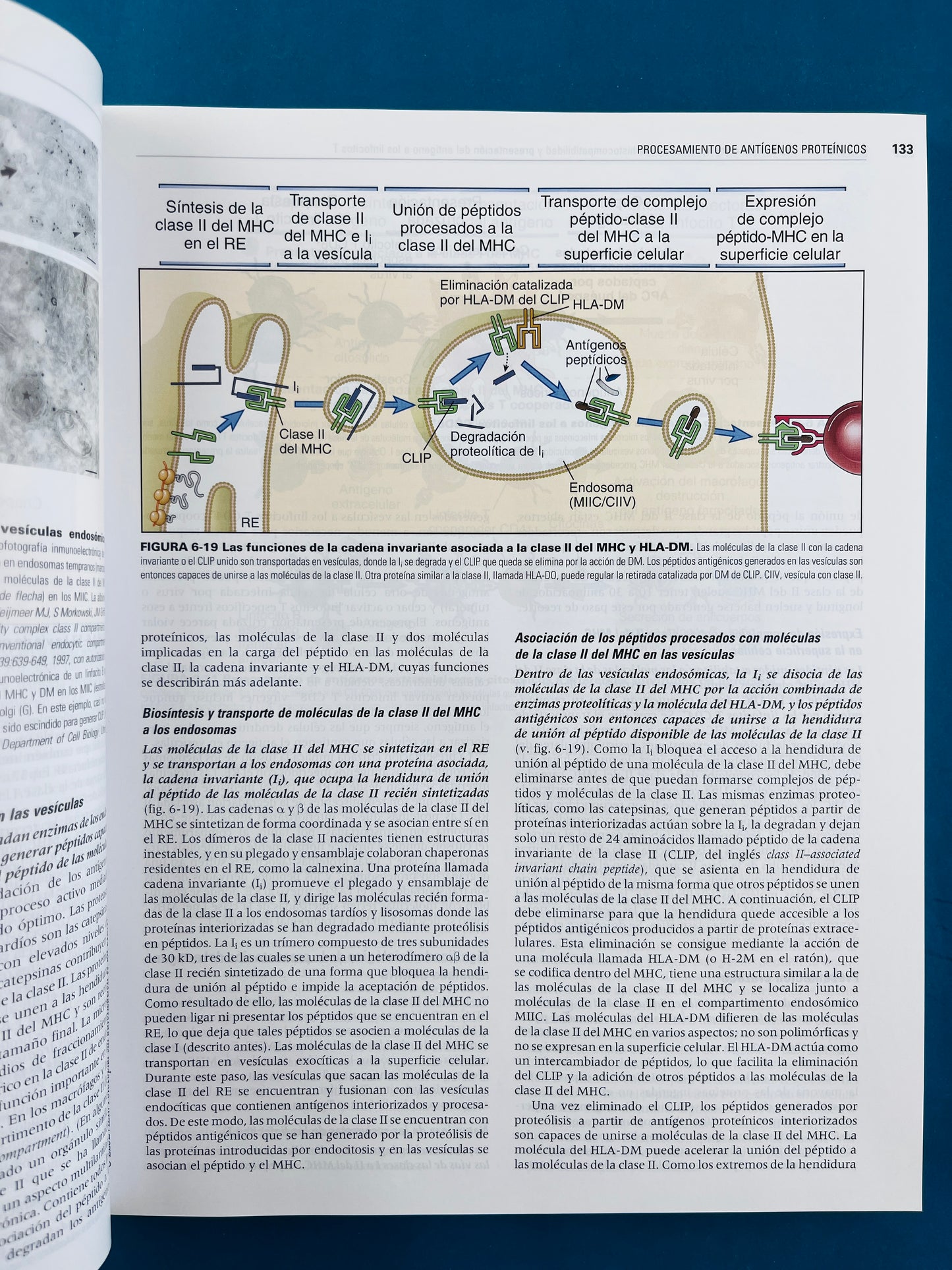 Inmunología celular y molecular séptima edición