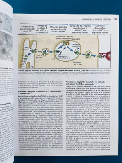 Inmunología celular y molecular séptima edición