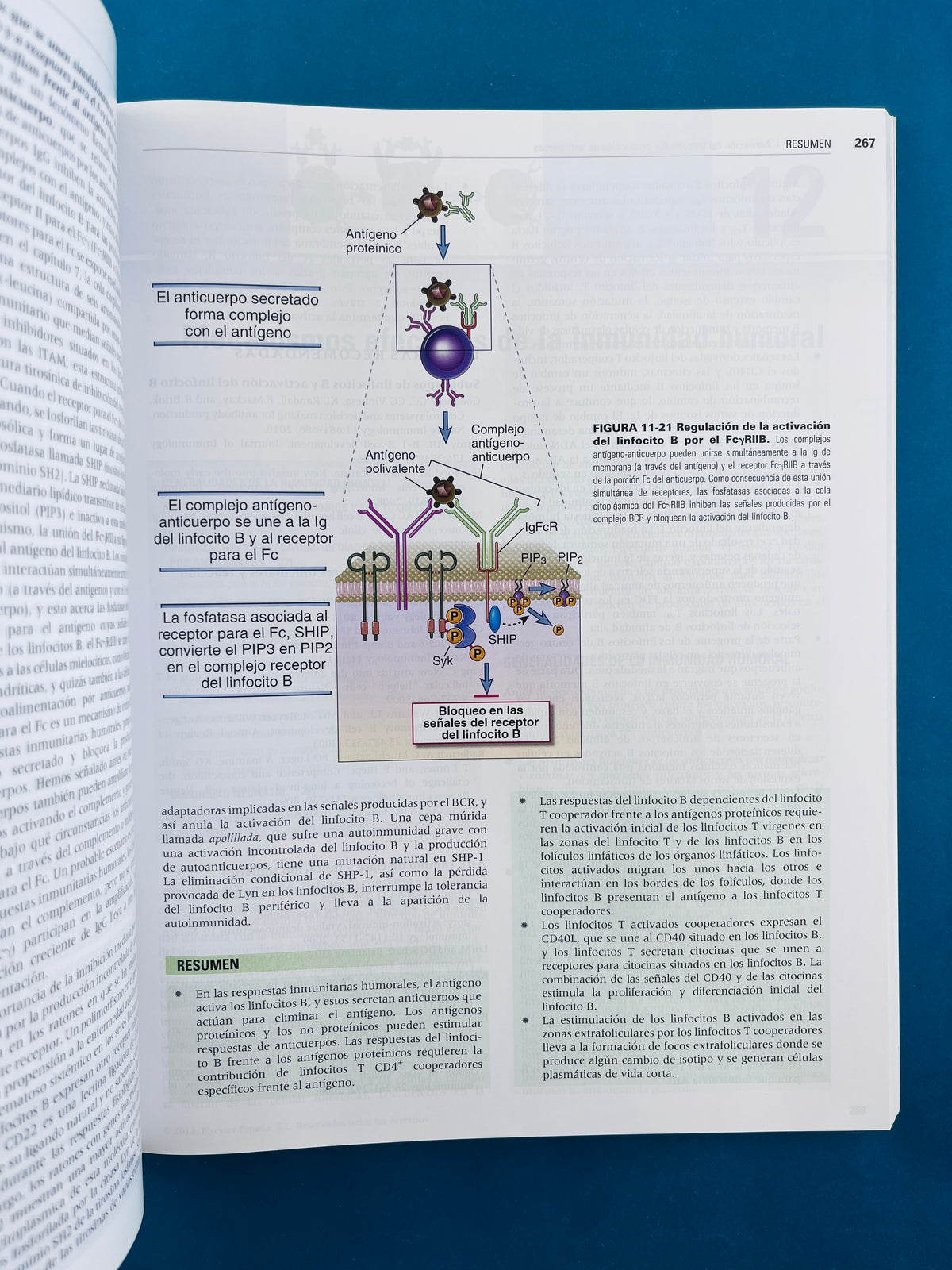 Inmunología celular y molecular séptima edición by Abul K. Abbas Andrew H. Lichtman Shiv Pillai