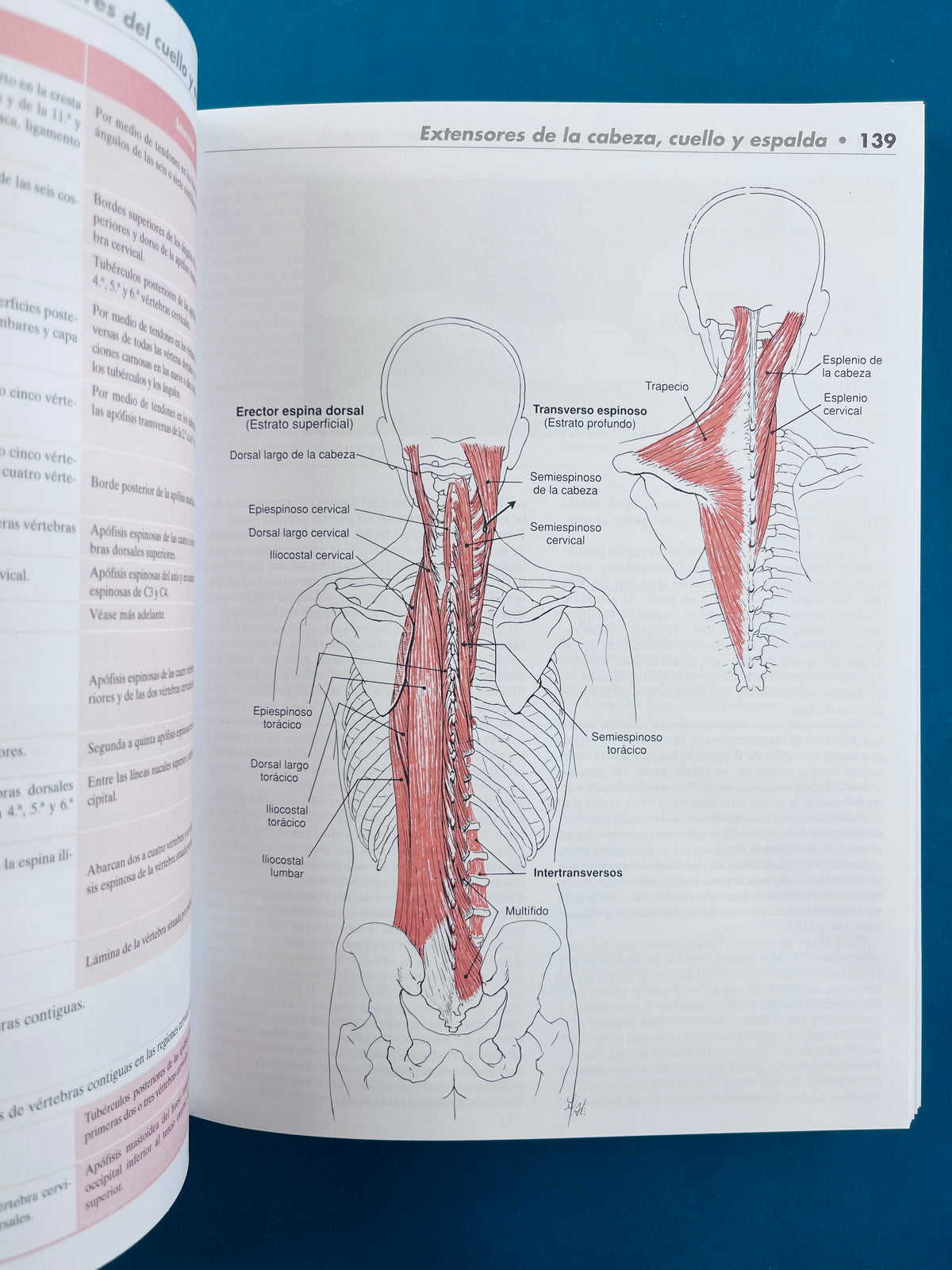 Músculos pruebas, funciones y dolor postural cuarta edición by Kendall's