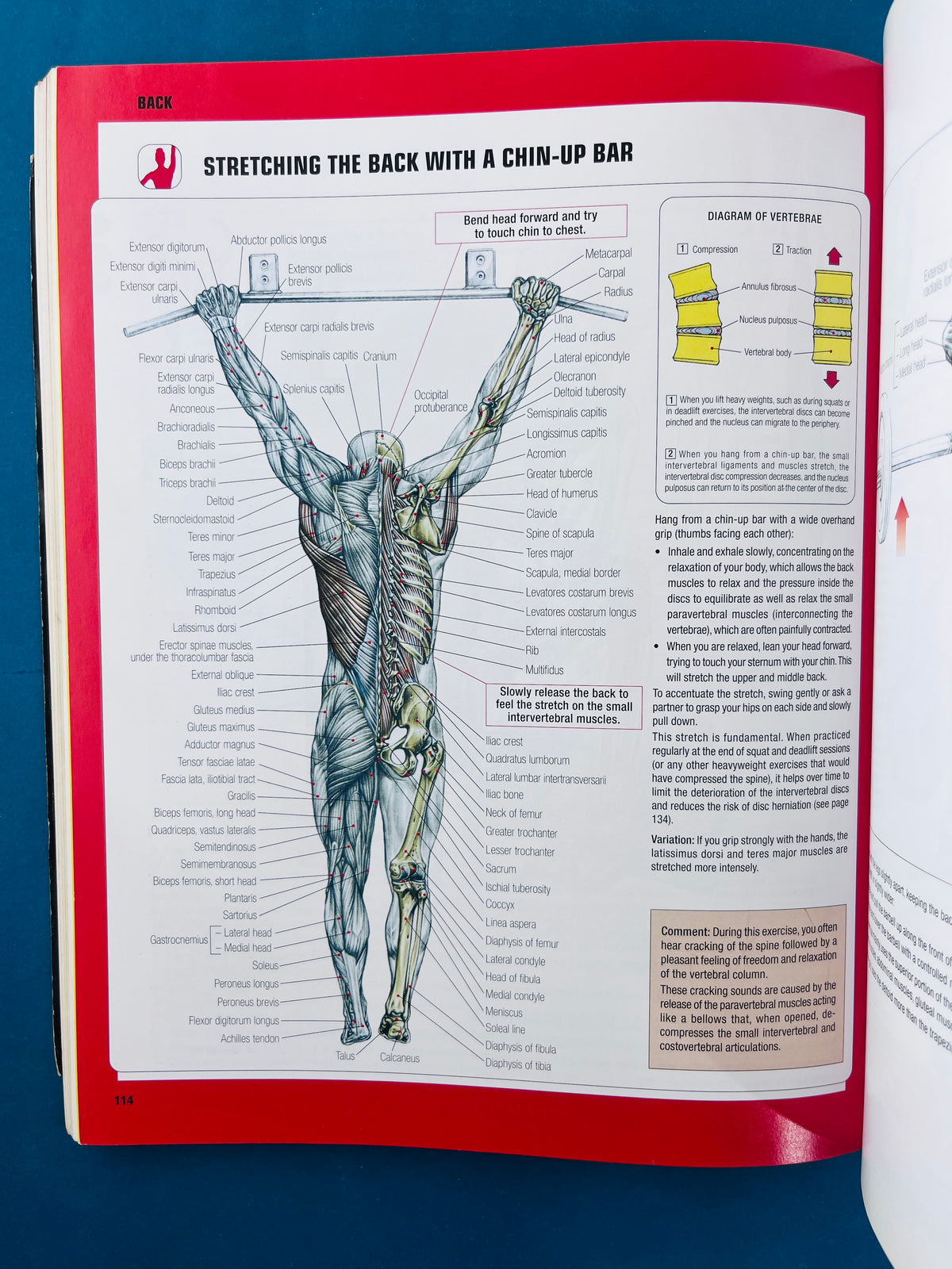 Strength training anatomy third edition by Frédéric Delavier