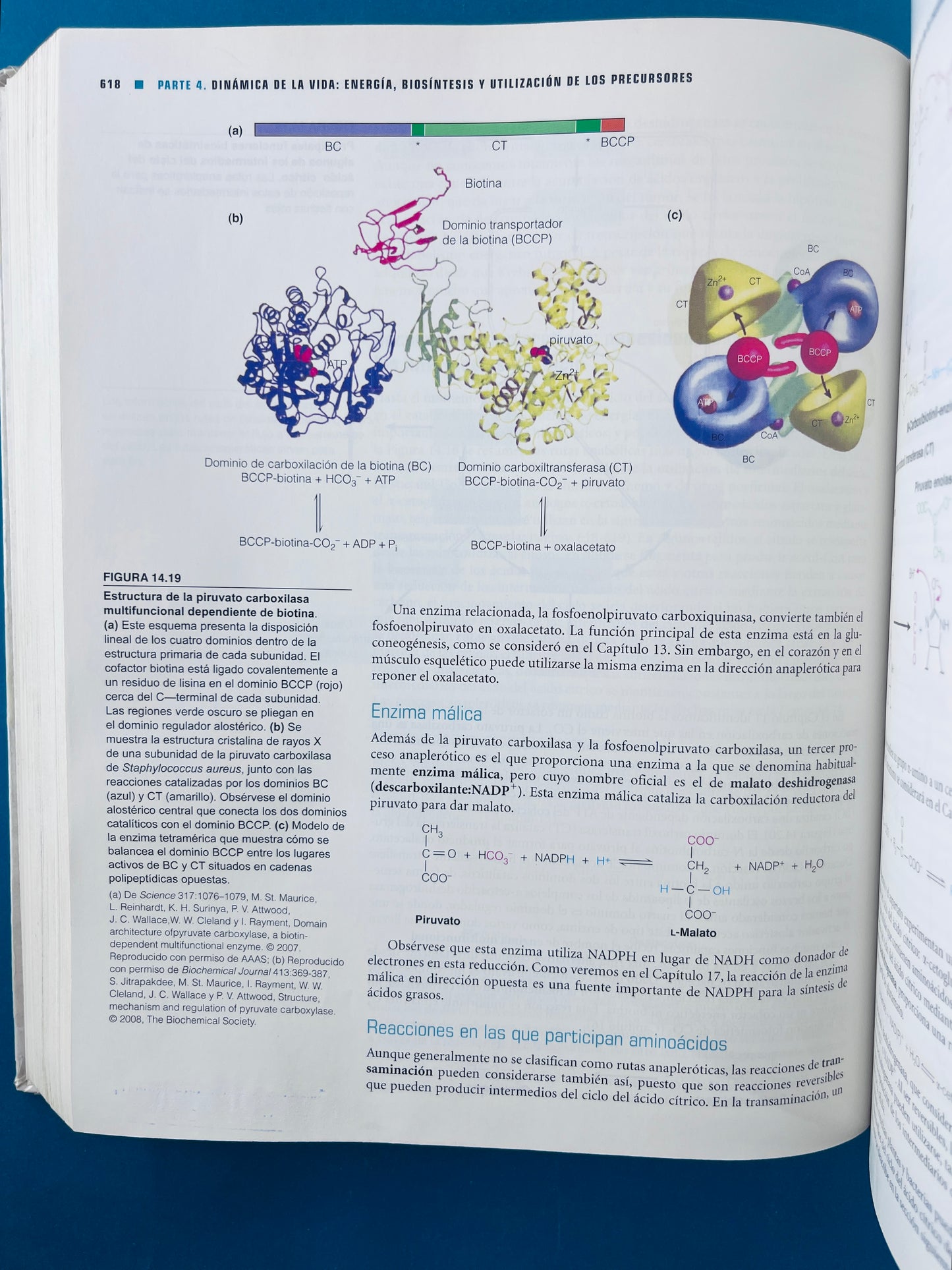 Bioquímica cuarta edición