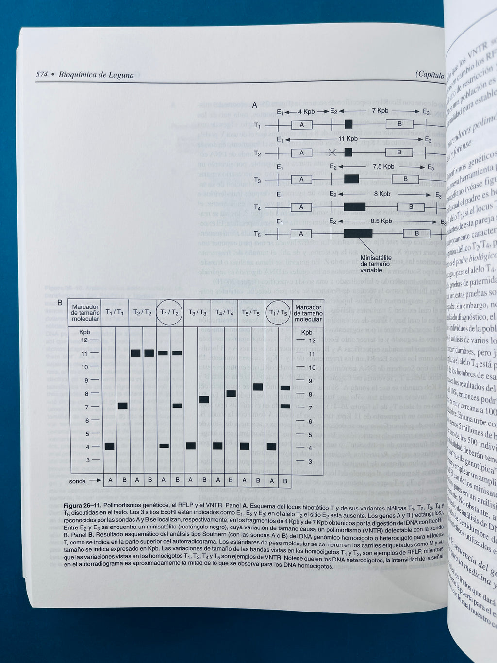 Bioquímica de laguna 5a. edición by José Laguna