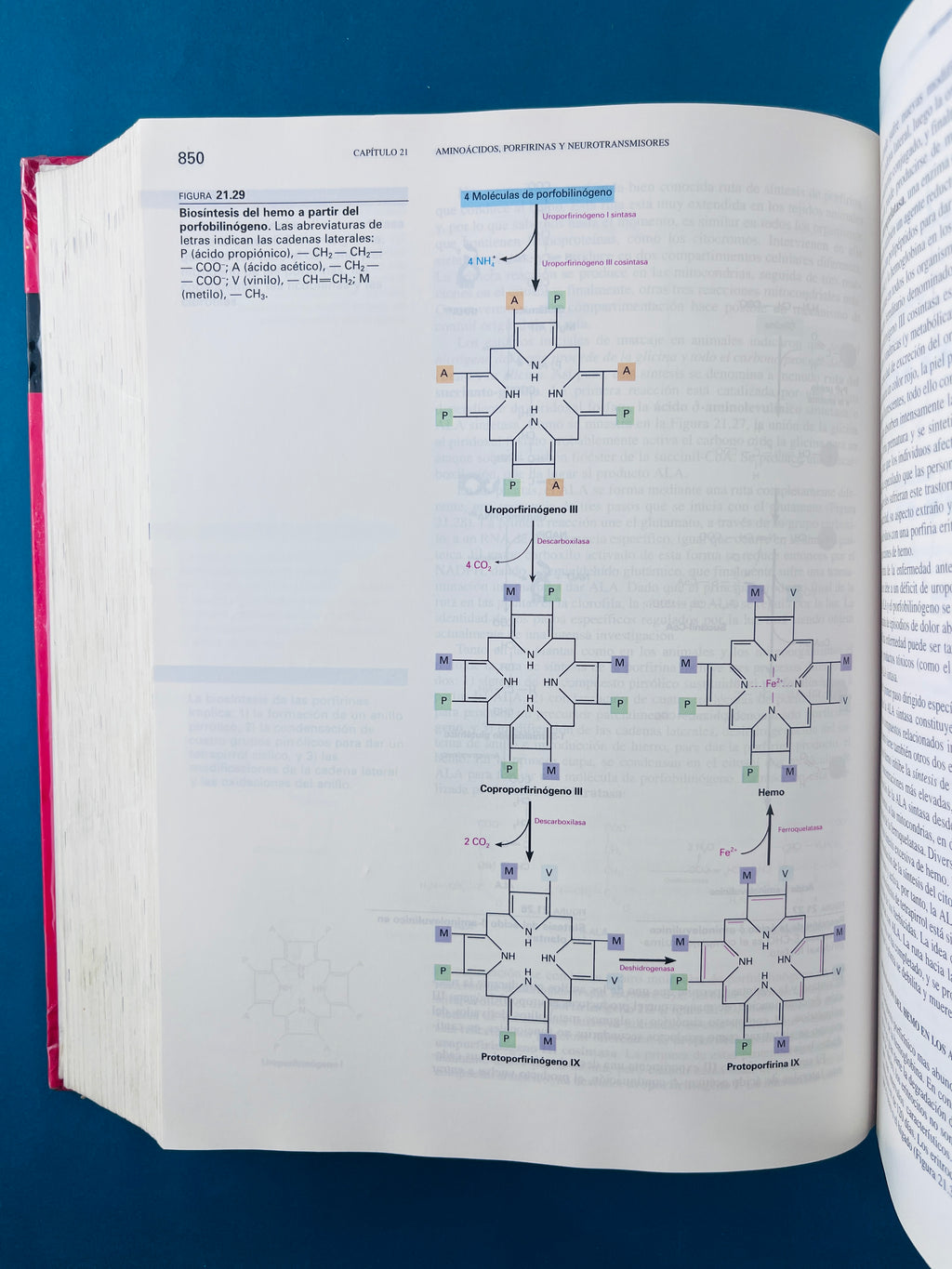 Bioquímica segunda edición by Mathews Van Holde