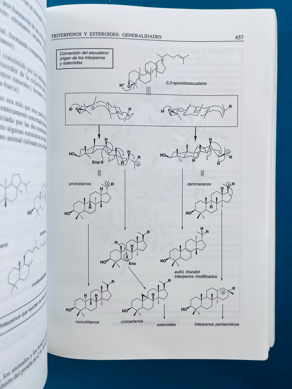 Farmacognosia fitoquímica plantas medicinales segunada edición by Jean Bruneton