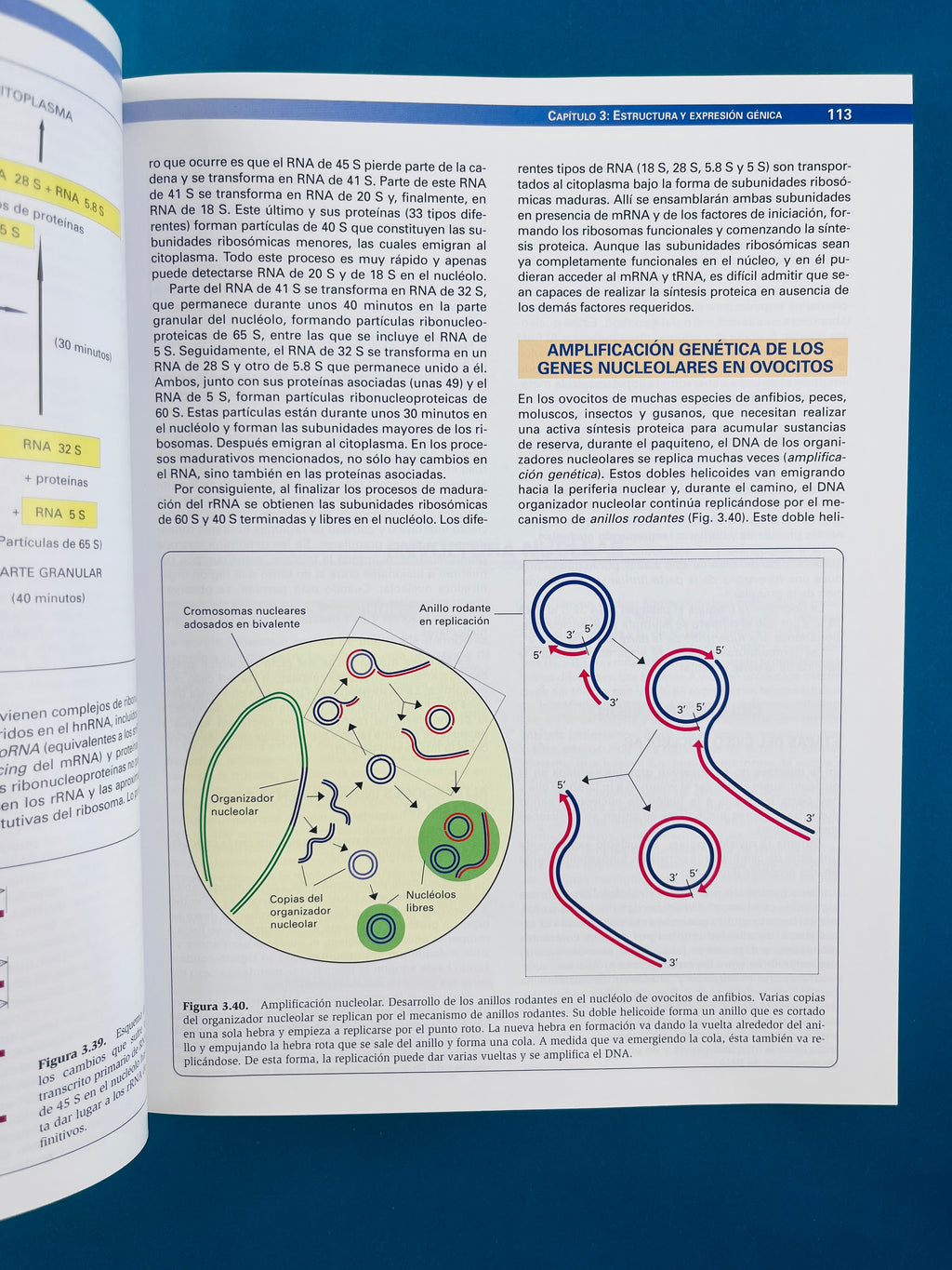 Citología e Histología Vegetal y Animal cuarta edición 2 tomos by Ricardo Paniagua Manuel Nistal