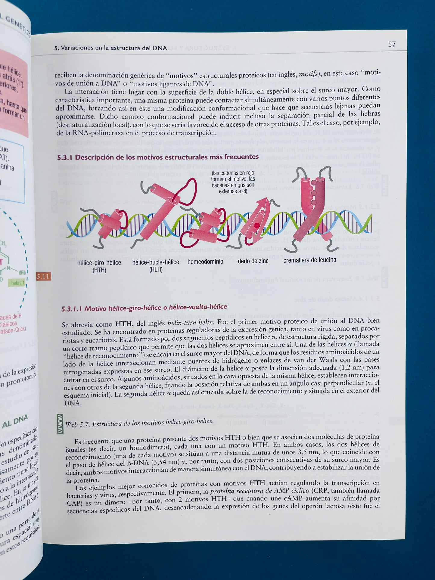 Texto ilustrado e interactivo de Biología molecular e Ingeniería Genética segunda edición conceptos,técnicas y aplicaciones de la salud