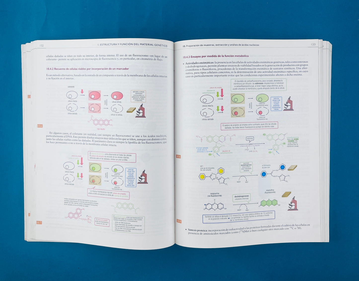Texto ilustrado e interactivo de Biología molecular e Ingeniería Genética segunda edición conceptos,técnicas y aplicaciones de la salud