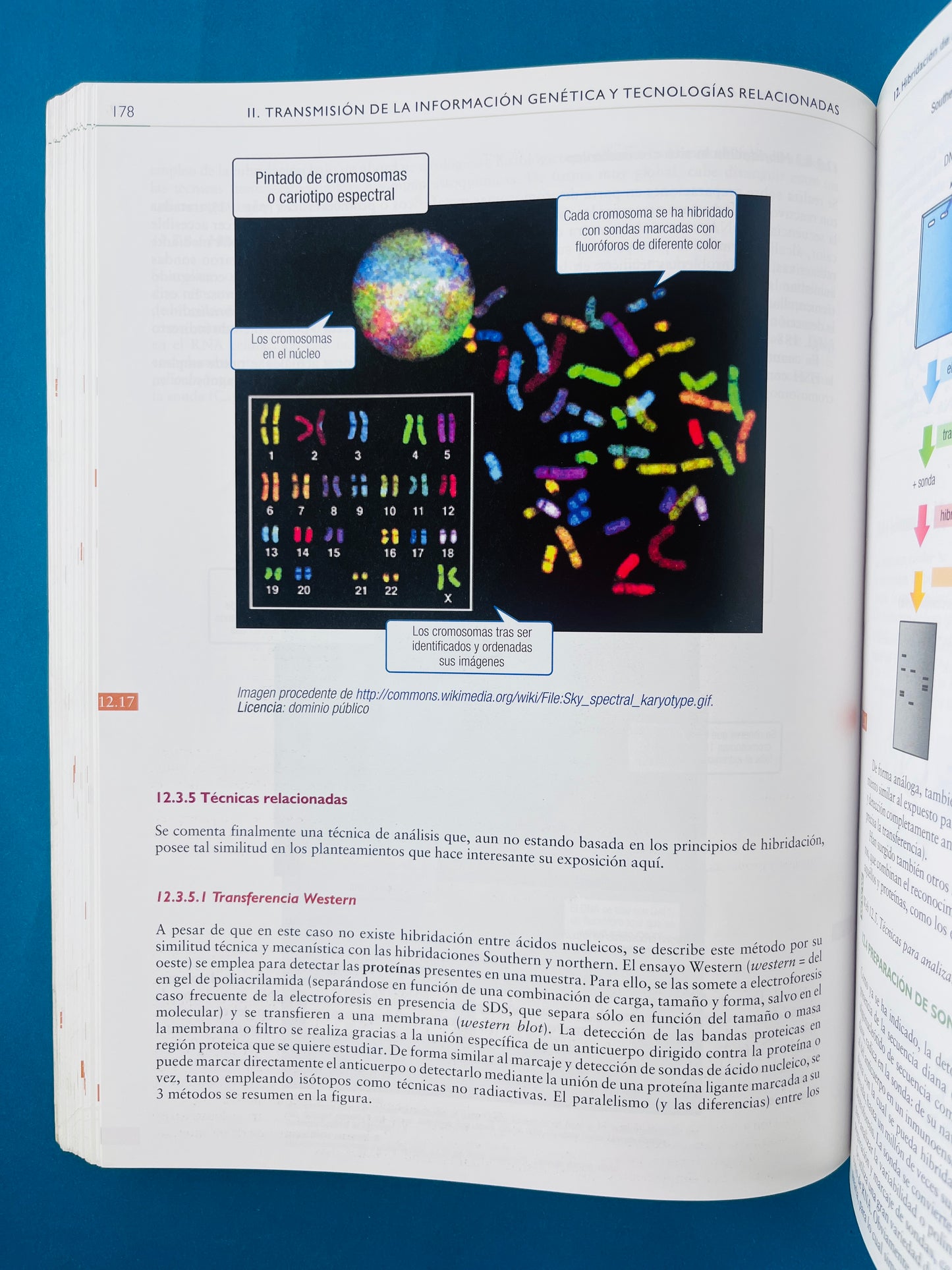 Texto ilustrado e interactivo de Biología molecular e Ingeniería Genética segunda edición conceptos,técnicas y aplicaciones de la salud
