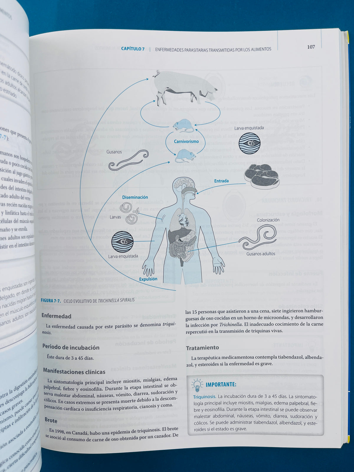 Microbiología de los alimentos fundamentos y aplicaciones en ciencias de la salud by Hernández Urzúa