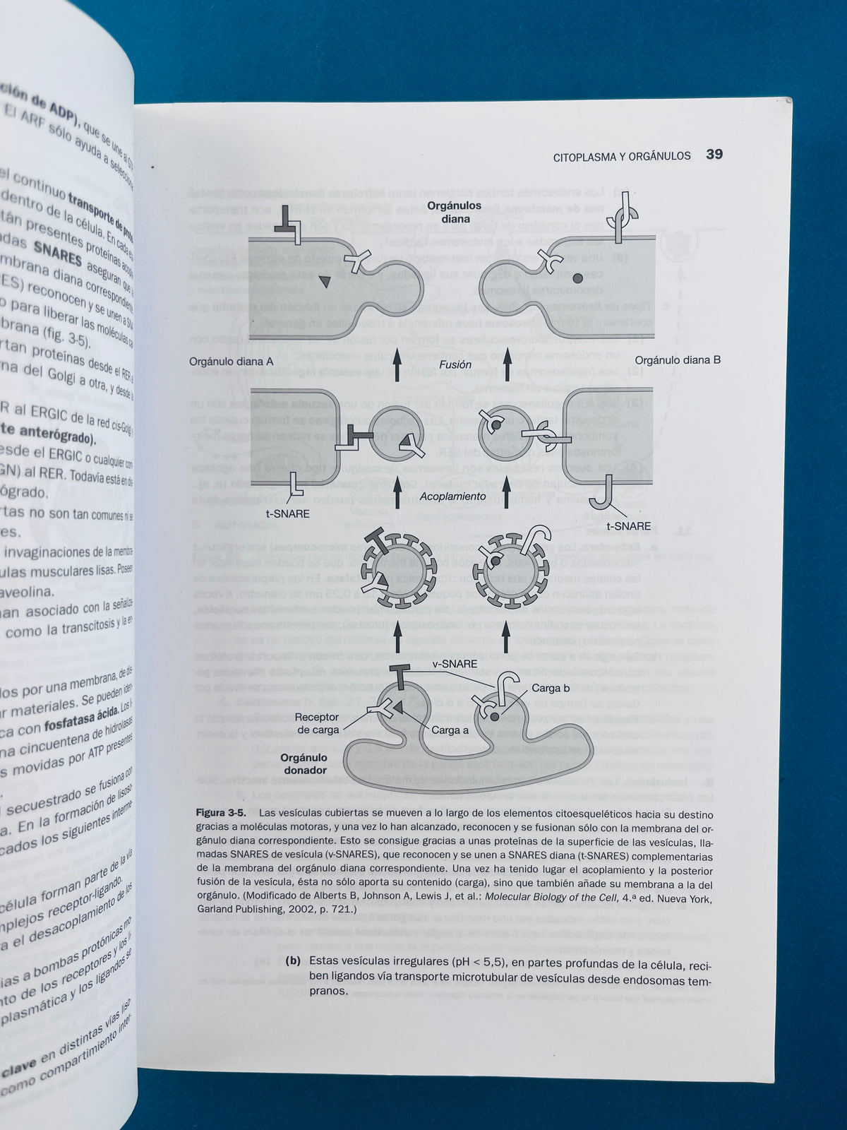 Temas clave biología Celuiar E Histología quinta edición by Leslie P. Gartner James L. Hiatt Judy M. Sturm