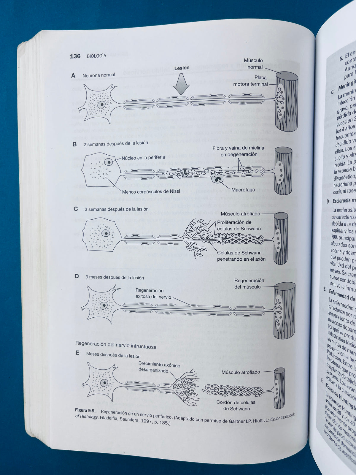 Temas clave biología Celuiar E Histología quinta edición by Leslie P. Gartner James L. Hiatt Judy M. Sturm