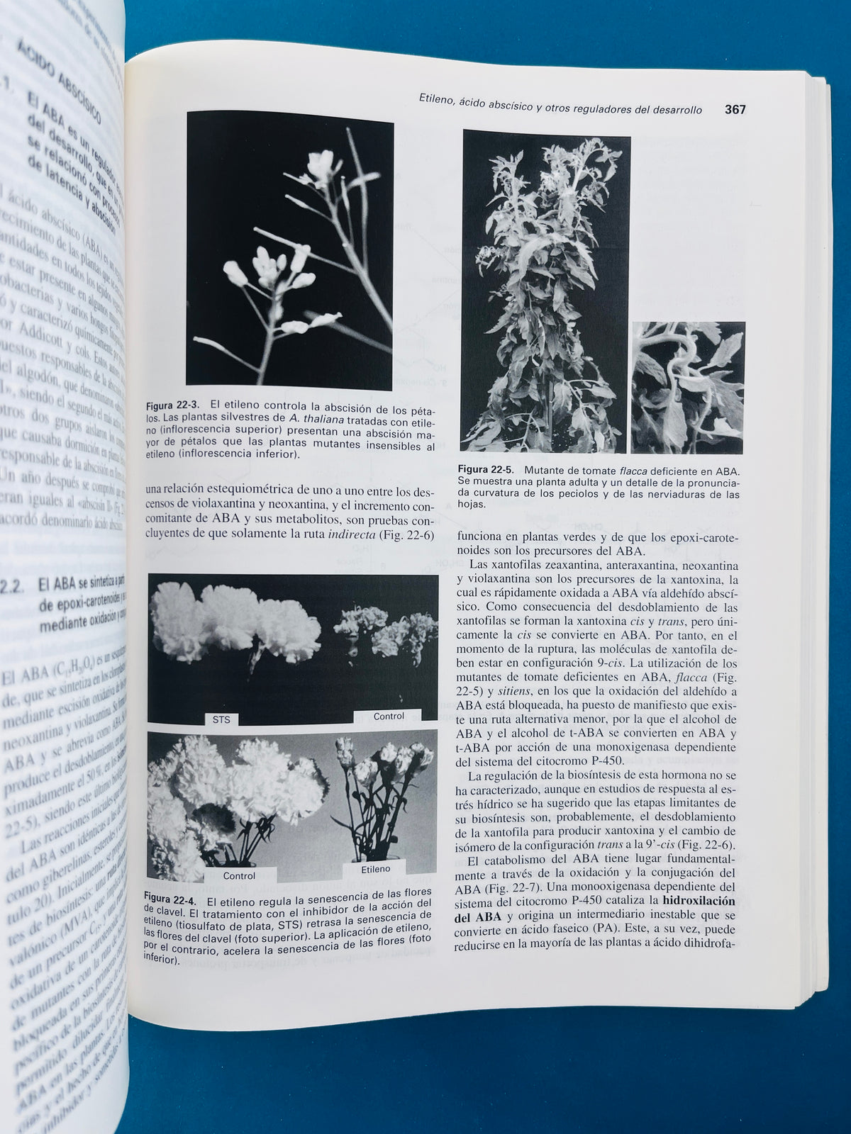 Fundamentos de fisiología vegetal by Joaquín Azcón Bieto Manuel Talón