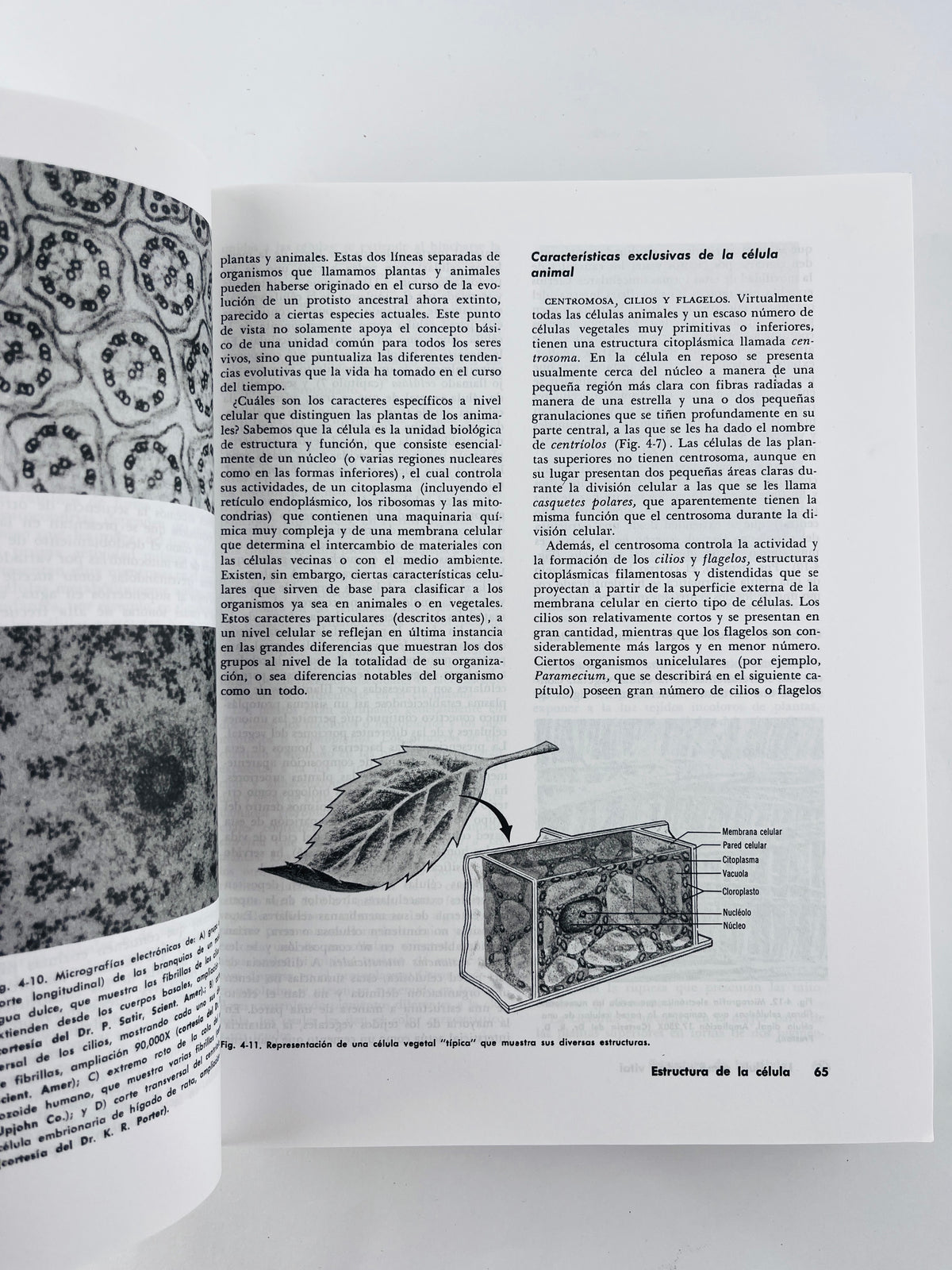 Biología by Nason