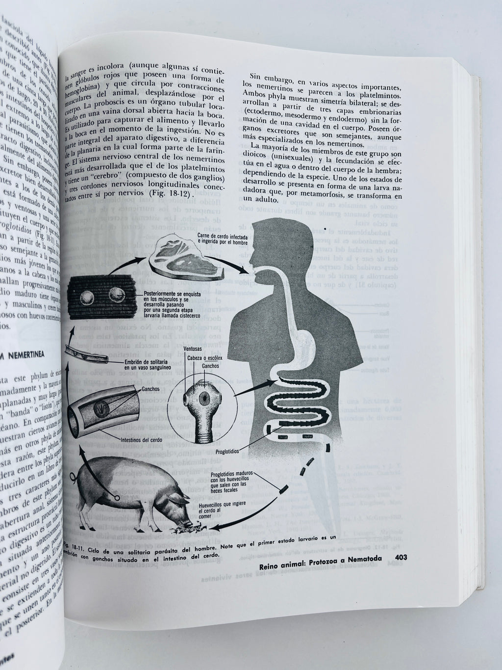 Biología by Nason