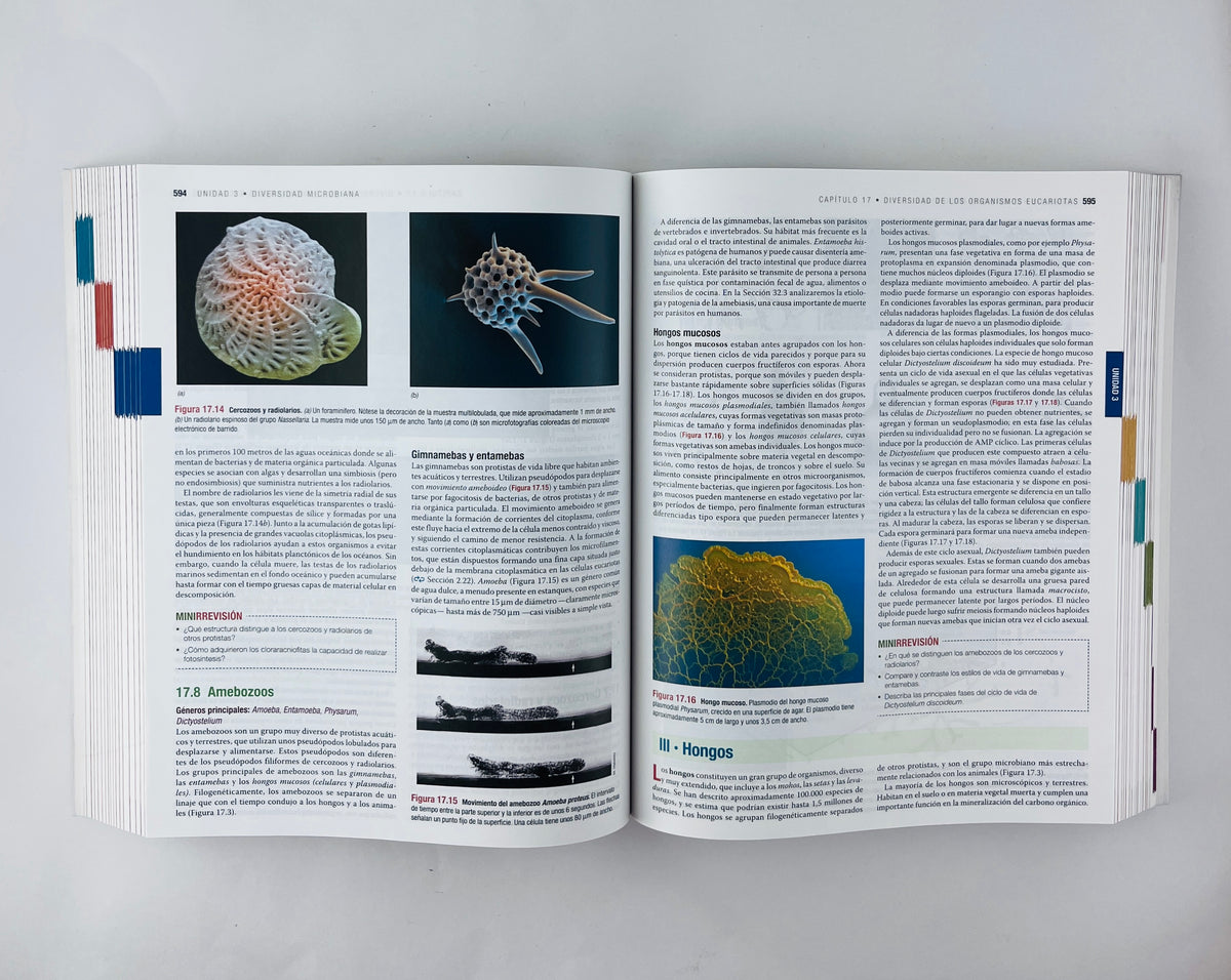 Biología de los microorganismos 14 edición by Brock