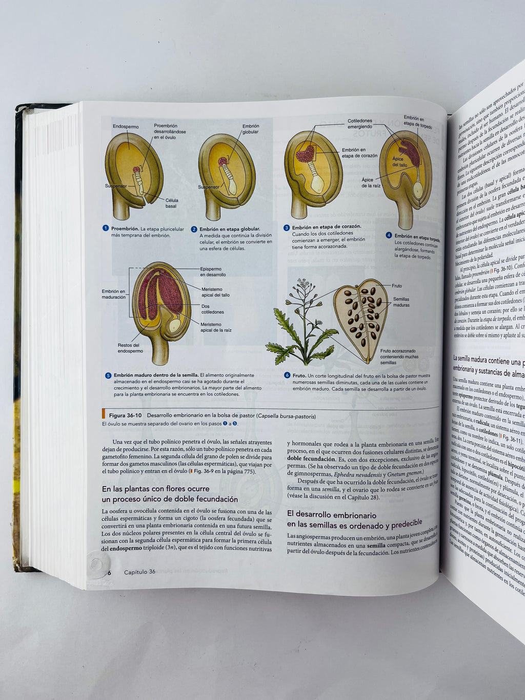 Biologia octava edicíón by Solomon Berg Martin