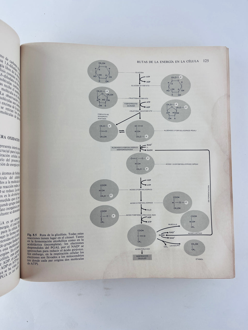 Biología cuarta edición by Kimball