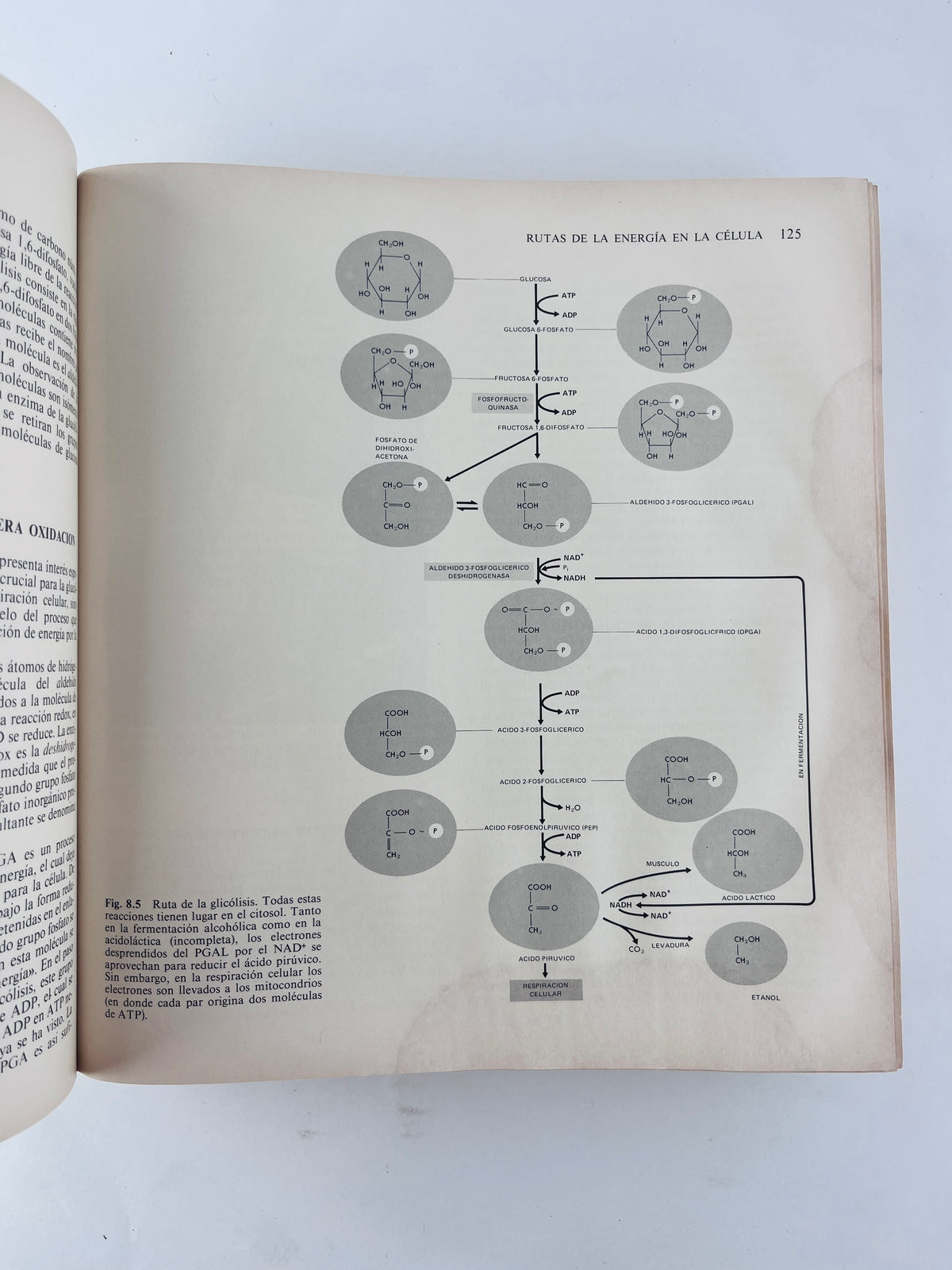Biología cuarta edición by Kimball