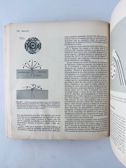 Biología cuarta edición