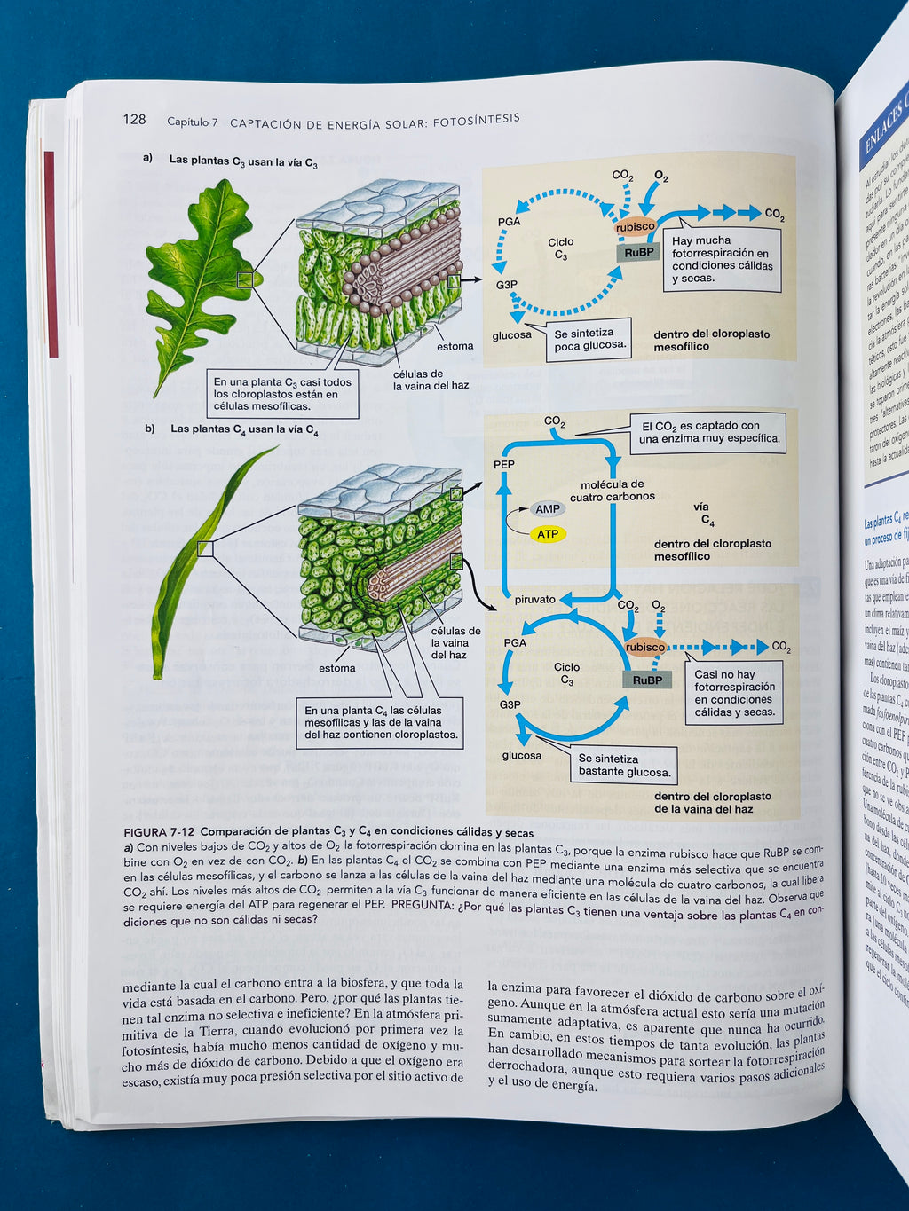 Biología ciencia y naturaleza segunda edición by Audesirk Audesirk Byers