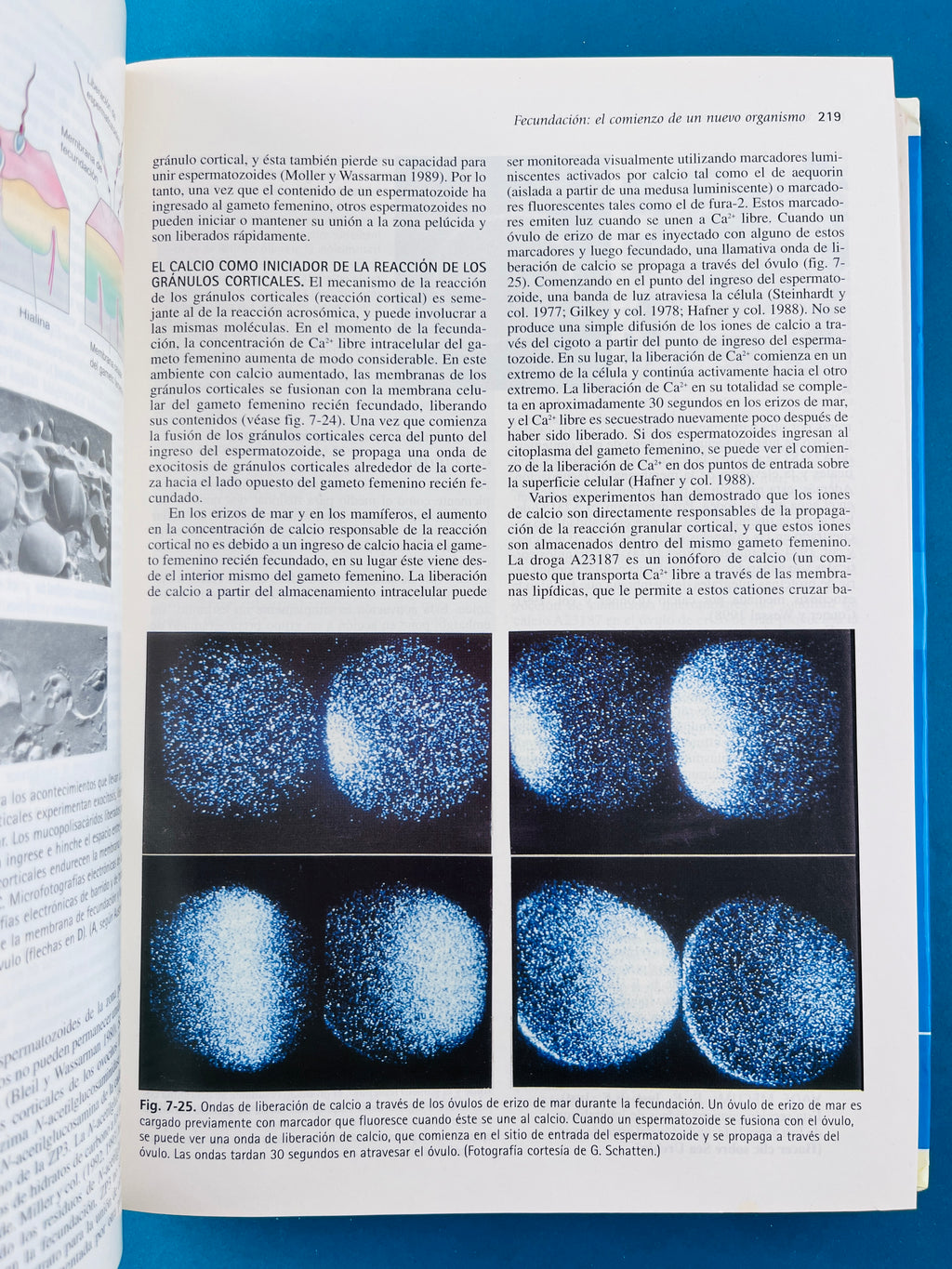 Biología del desarrollo séptima edición by Gilbert