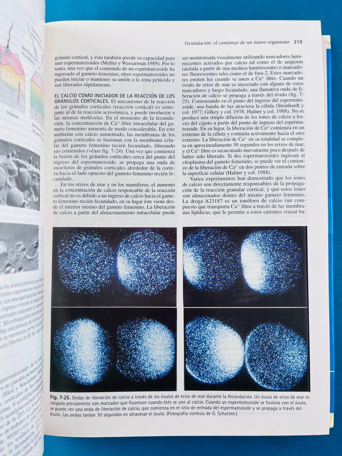 Biología del desarrollo séptima edición by Gilbert
