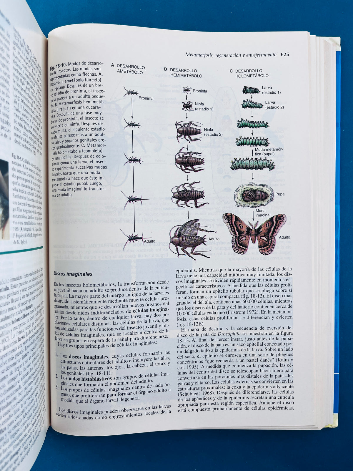 Biología del desarrollo séptima edición by Gilbert