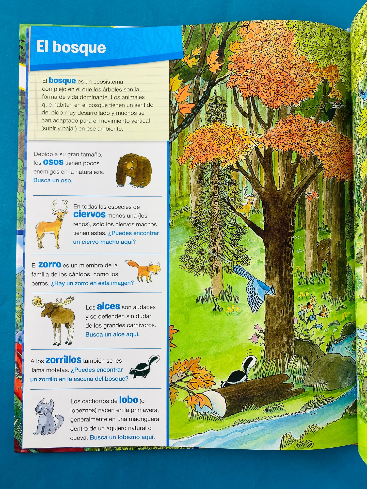 Animales en todas partes busca y encuentra