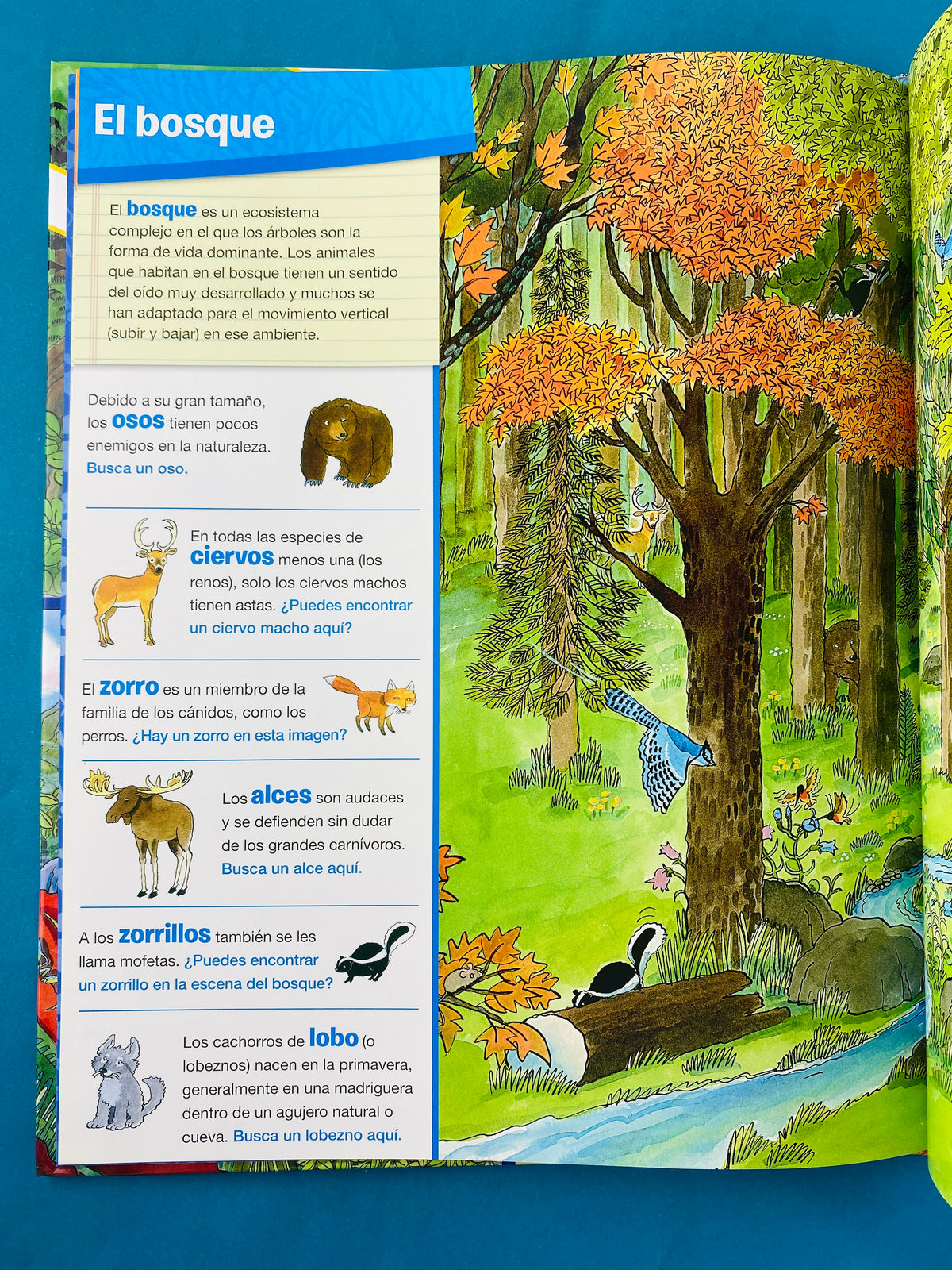 Animales en todas partes busca y encuentra by Sin autor