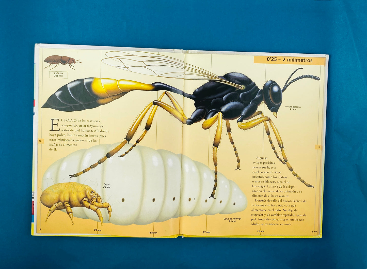 Cuál es más largo de ...?