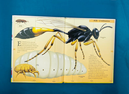 Cuál es más largo de ...?