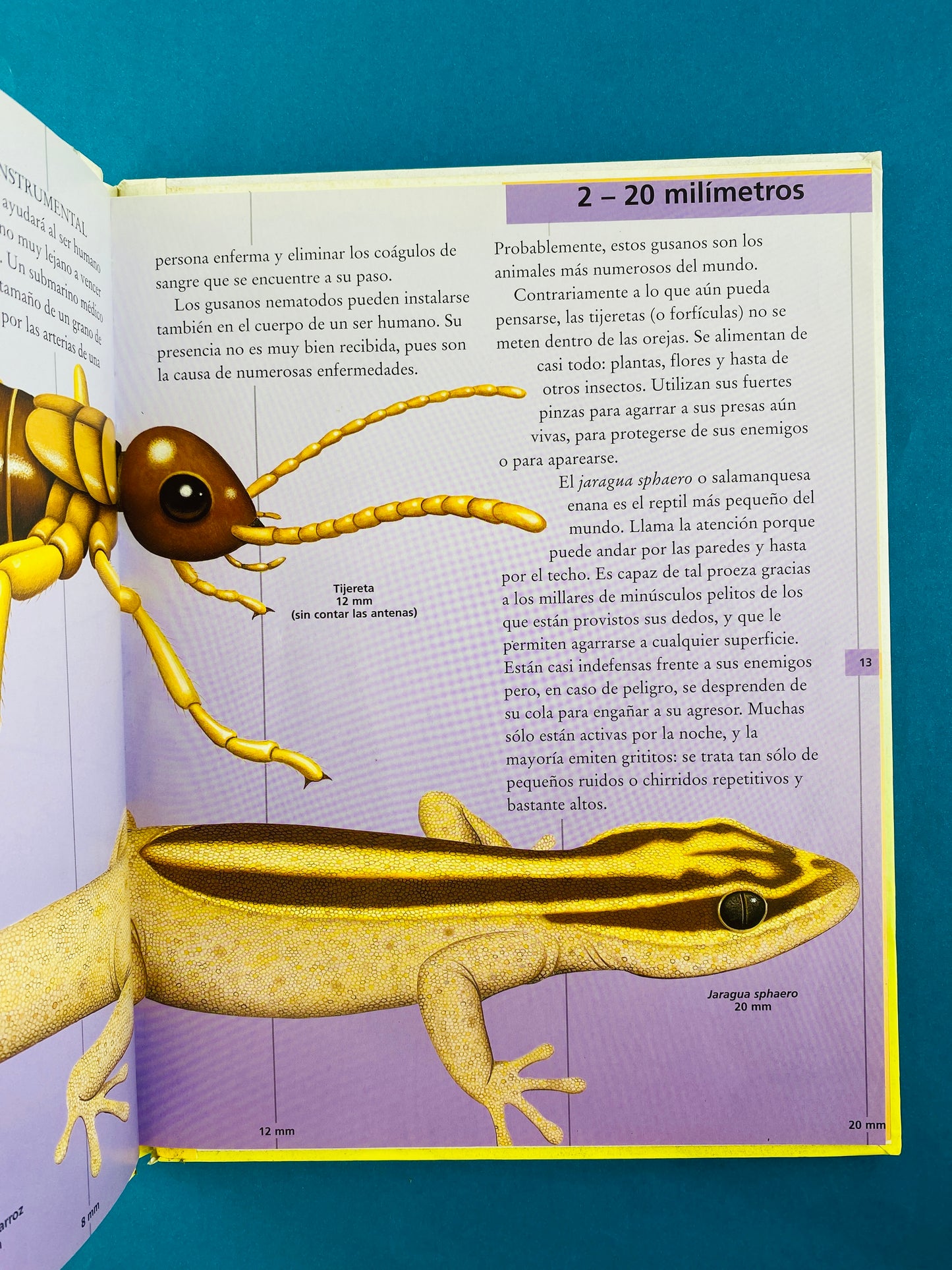 Cuál es más largo de ...?