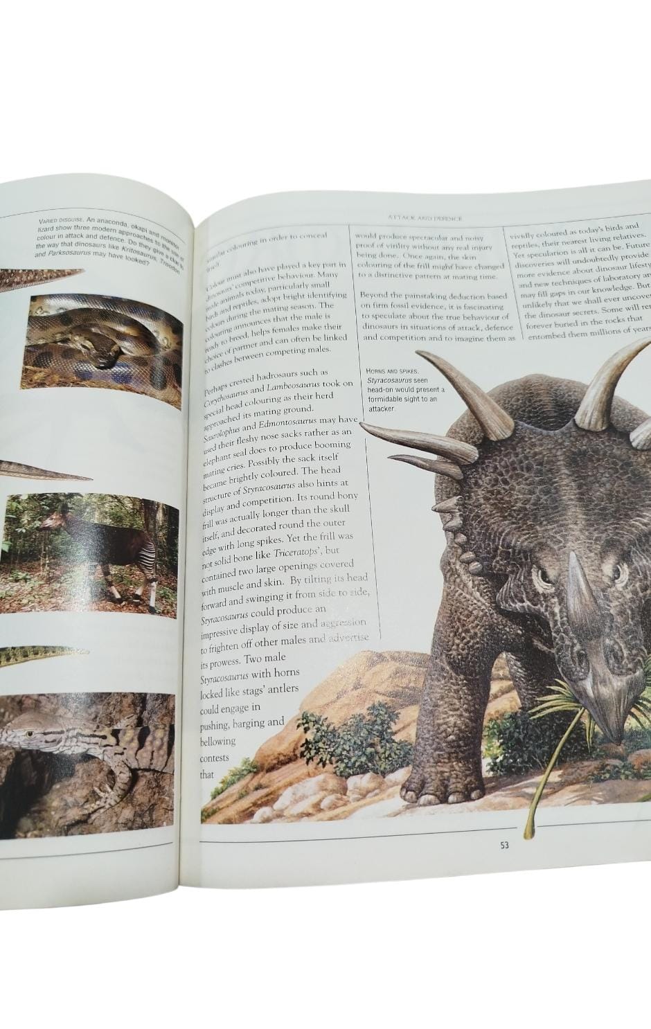 The natural history museum book of Dinosaurs by Tim Gardom, Angela Milner