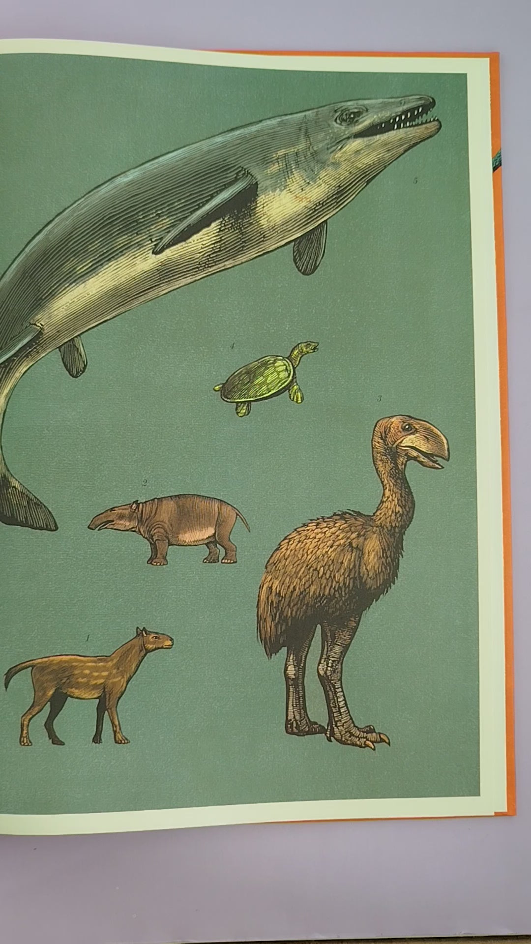 Dinosaurium