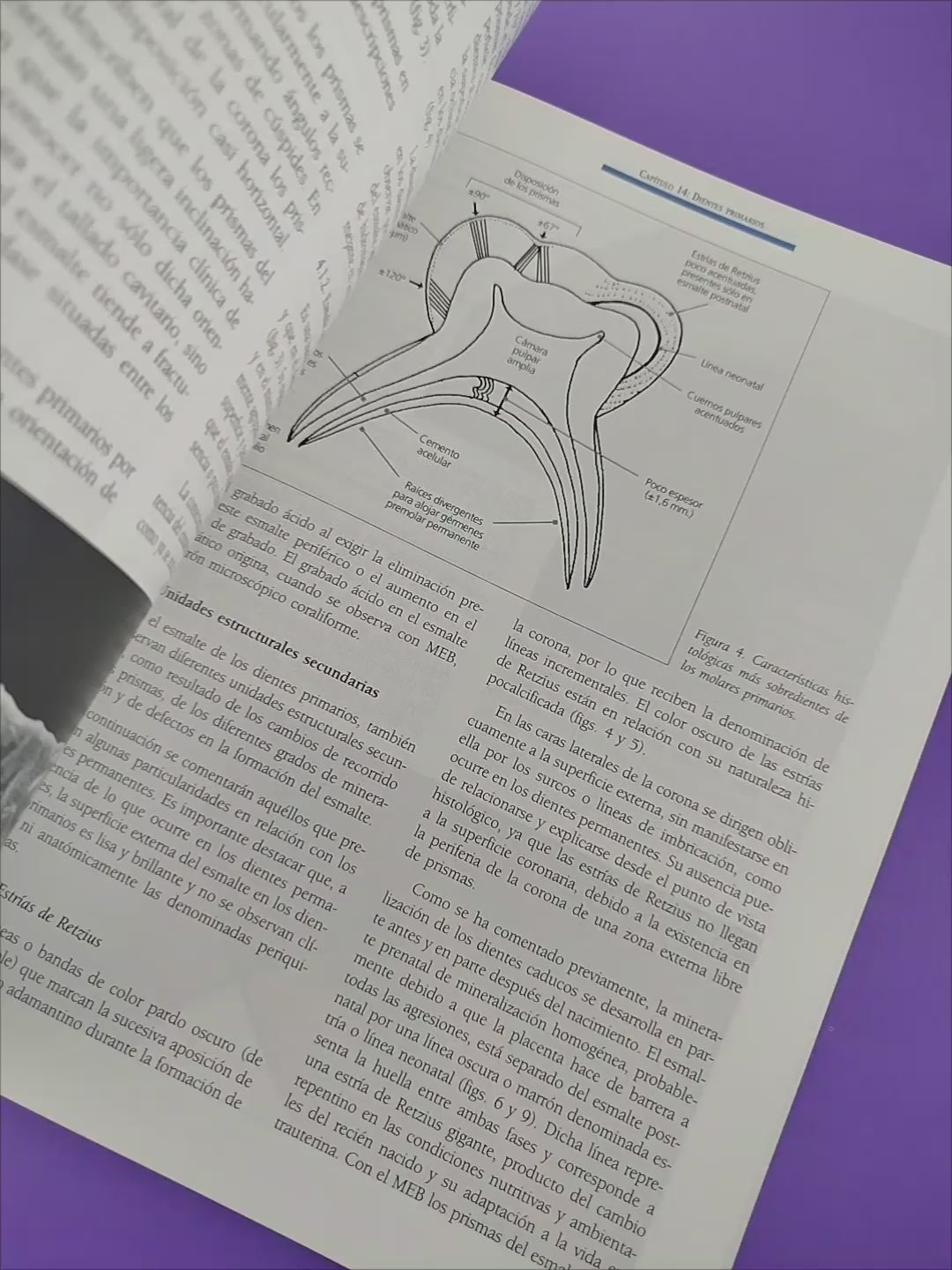 Histología y Embriología Bucodental
