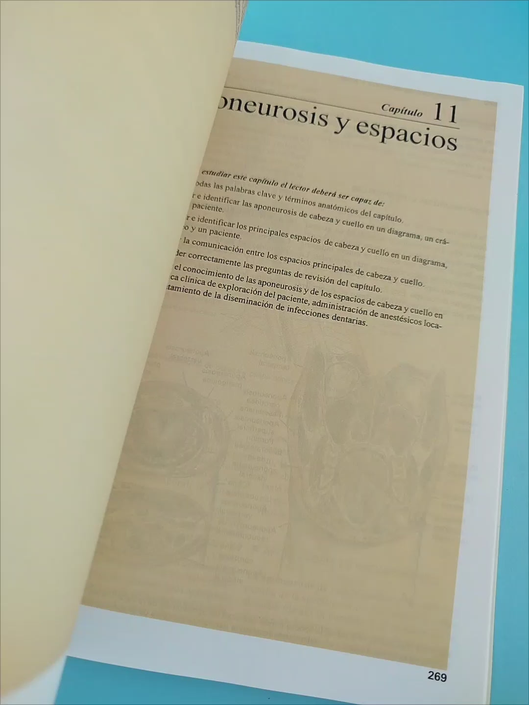 Anatomía ilustrada de cabeza y cuello