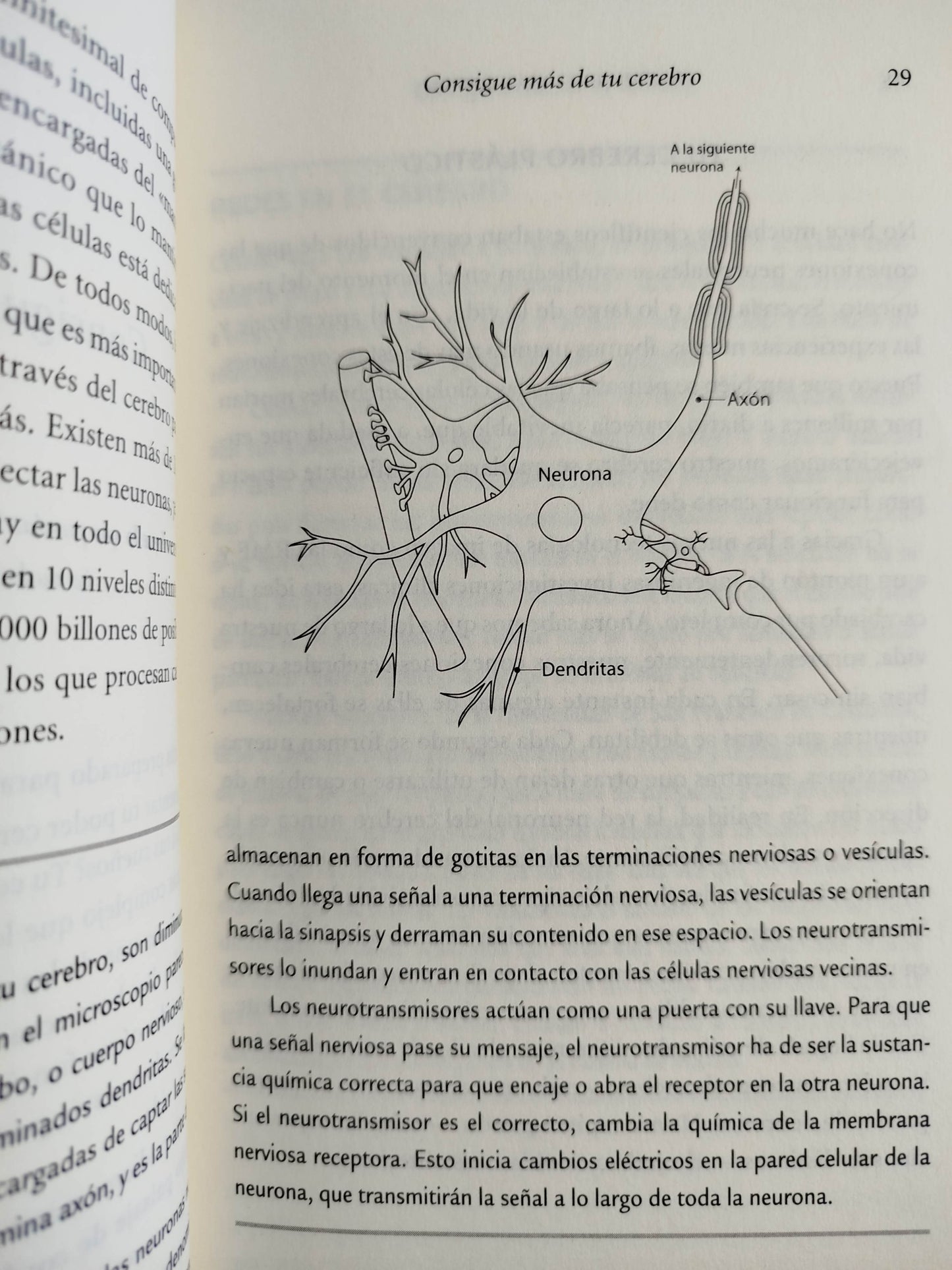 Tu cerebro más joven by Tony Buzan