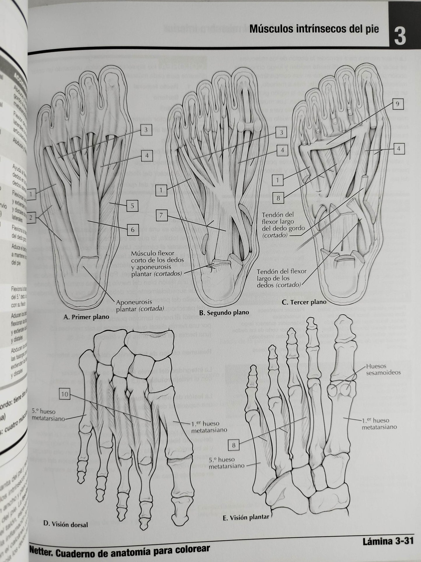 Netter cuaderno de anatomía para colorear 3 edición by John T Hansen