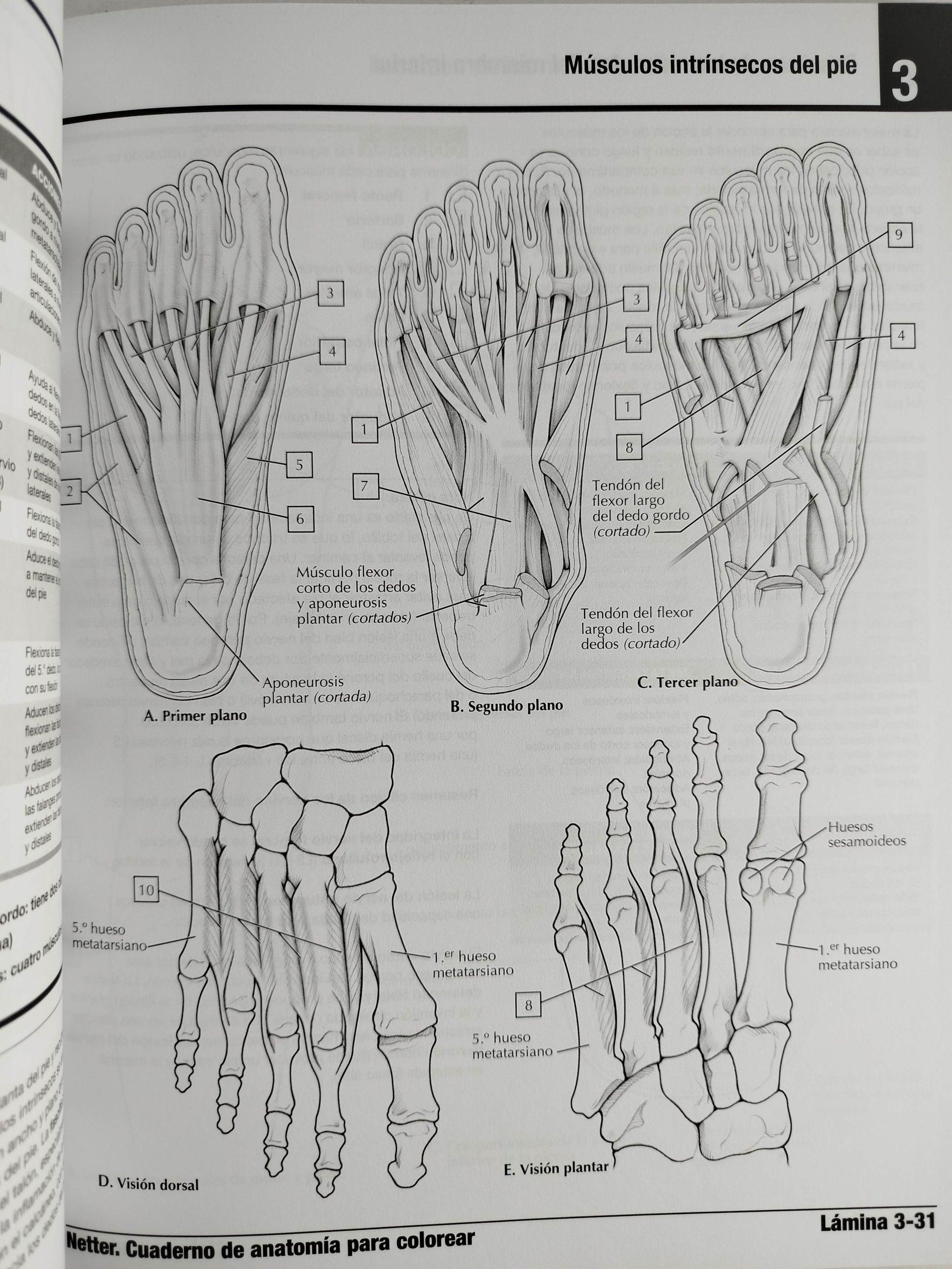 Netter cuaderno de anatomía para colorear 3 edición by John T Hansen