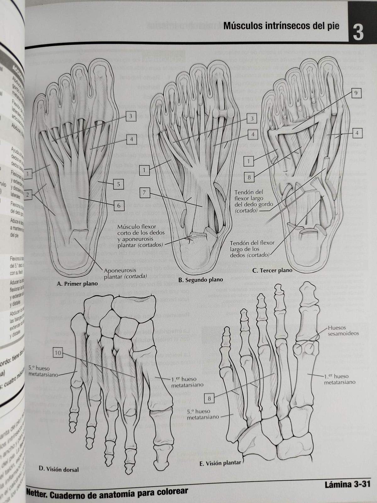 Netter cuaderno de anatomía para colorear 3 edición by John T Hansen