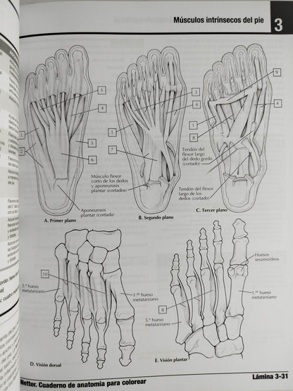 Netter cuaderno de anatomía para colorear 3 edición by John T Hansen