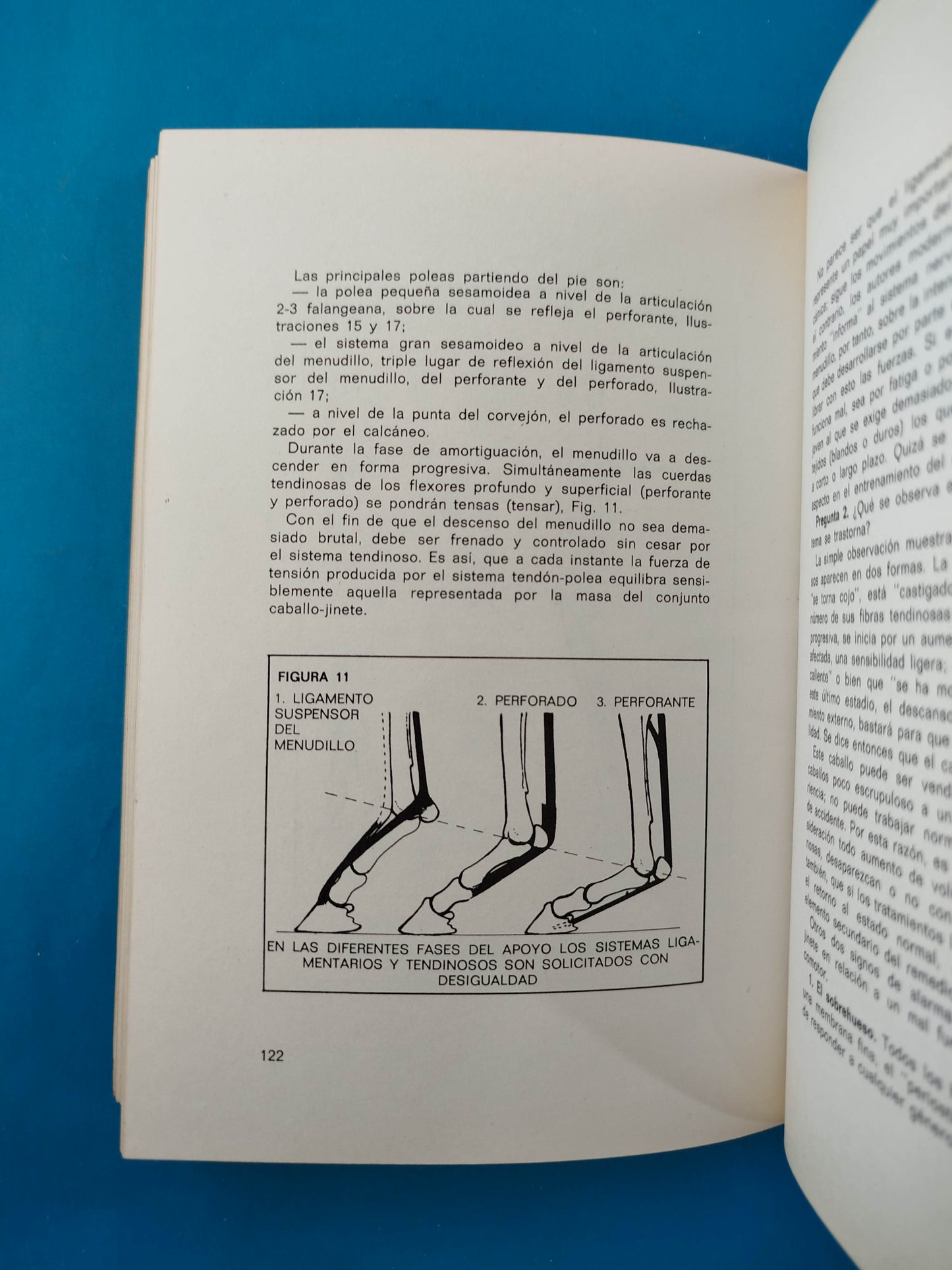 Cuidados del Caballo