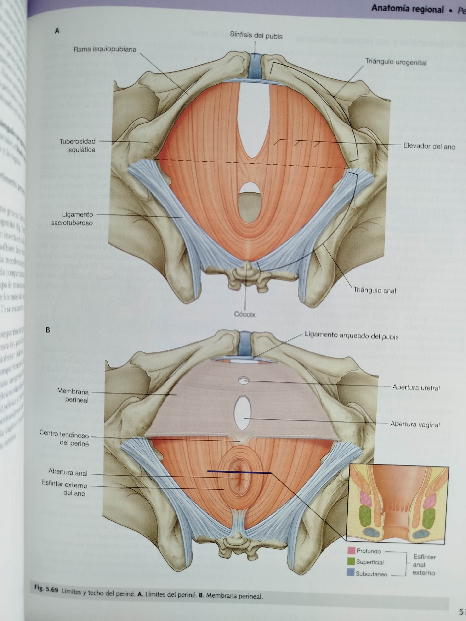 Gray anatomía para estudiantes cuarta edición by DRAKE VOGL MITCHELL